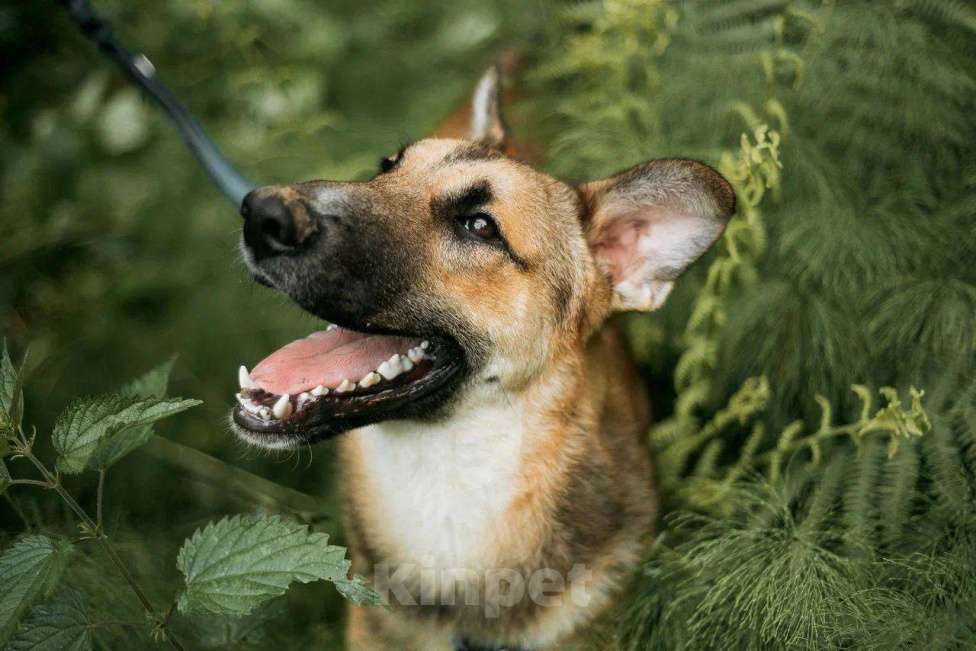 Собаки в Москве: Алекс из приюта ищет дом Мальчик, Бесплатно - фото 2
