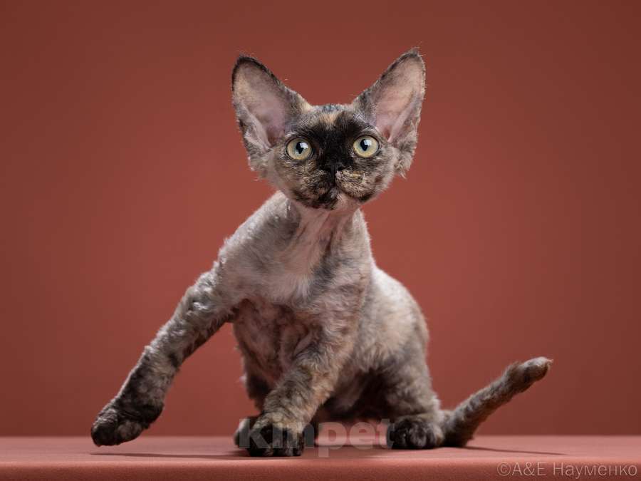 Кошки в Королеве: Котенок Девон-рекс Девочка, Бесплатно - фото 1