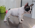 Собаки в Владикавказе: Продаются щенки Французского бульдога от родителей Интерчемпионов!!! Девочка, 90 000 руб. - фото 4