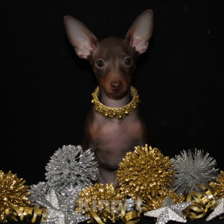 Собаки в Москве: Продаются щенки пражского крысарика Мальчик, Бесплатно - фото 1