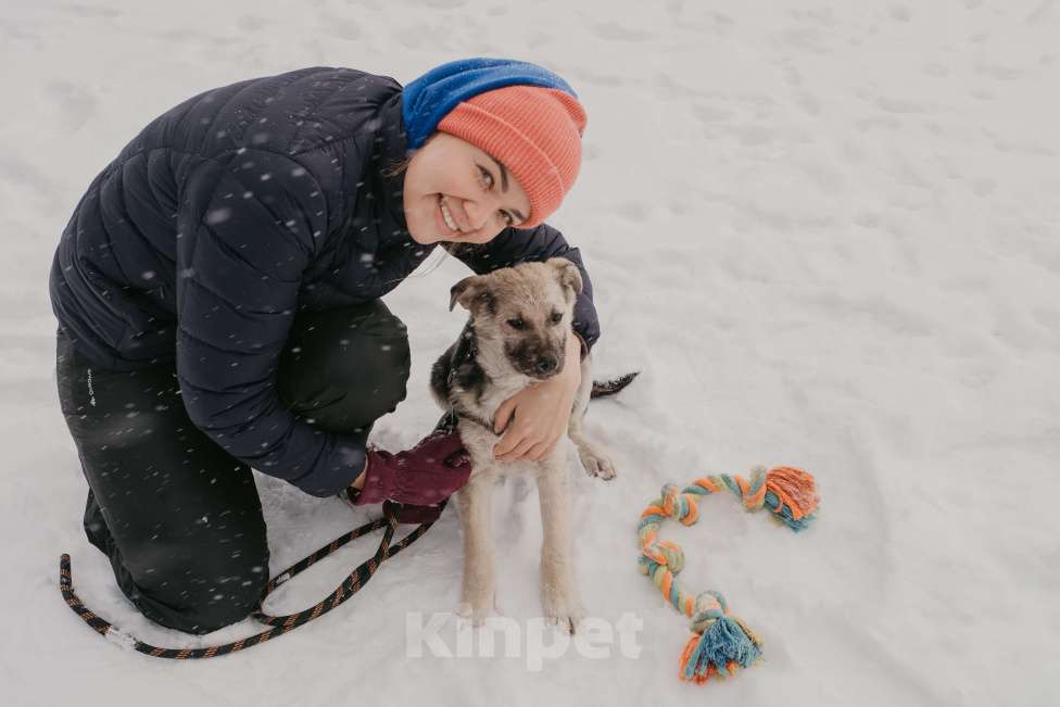 Собаки в Москве: Тики Девочка, Бесплатно - фото 2