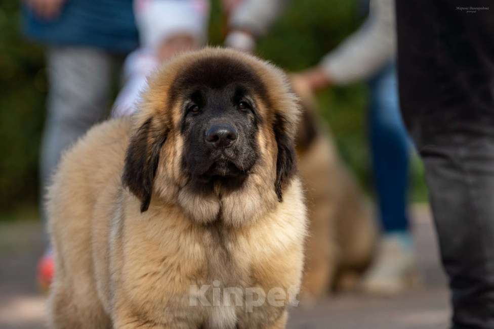 Собаки в Гатчине: ЛЕОНБЕРГЕР, породные щенки от родителей отличных кровей Мальчик, 150 000 руб. - фото 4