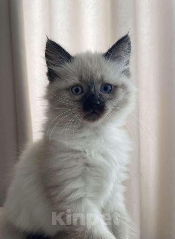 Кошки в Красногорске: Самый необычный котенок Мальчик, 46 000 руб. - фото 4