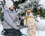 Собаки в Москве: Активная Барабулька ищет хозяев! Девочка, Бесплатно - фото 5