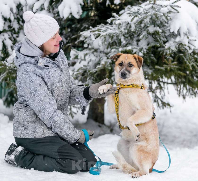 Собаки в Москве: Активная Барабулька ищет хозяев! Девочка, Бесплатно - фото 5