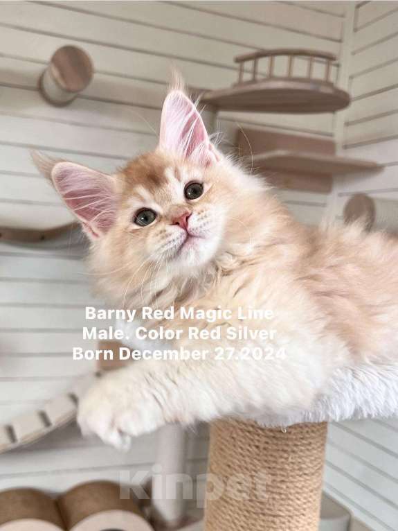 Кошки в Наро-Фоминске: Barny. Male. MCO ds25 Born 27.12.24 Мальчик, 70 000 руб. - фото 4