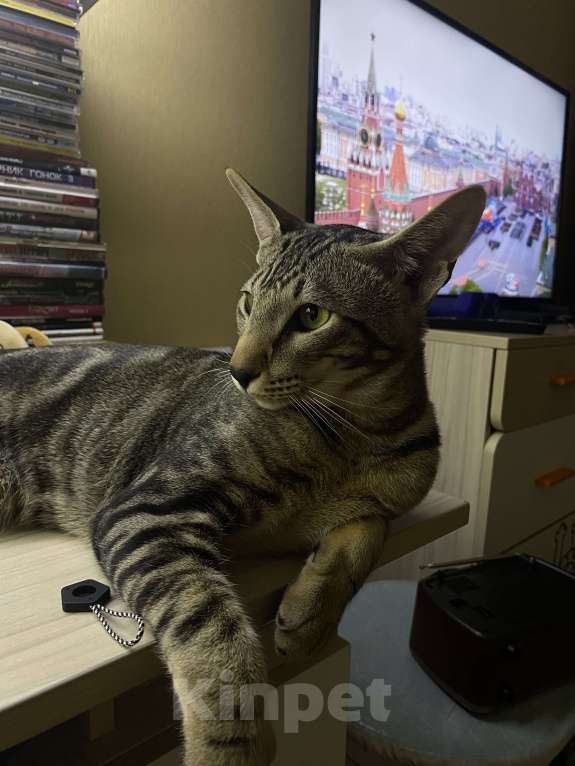 Кошки в Тюмени: Отдам в добрые руки двух ориентальных кошек, один мальчик и девочка они пара Мальчик, Бесплатно - фото 4