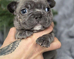 Собаки в Москве: Щенки французского бульдога Девочка, 20 000 руб. - фото 2