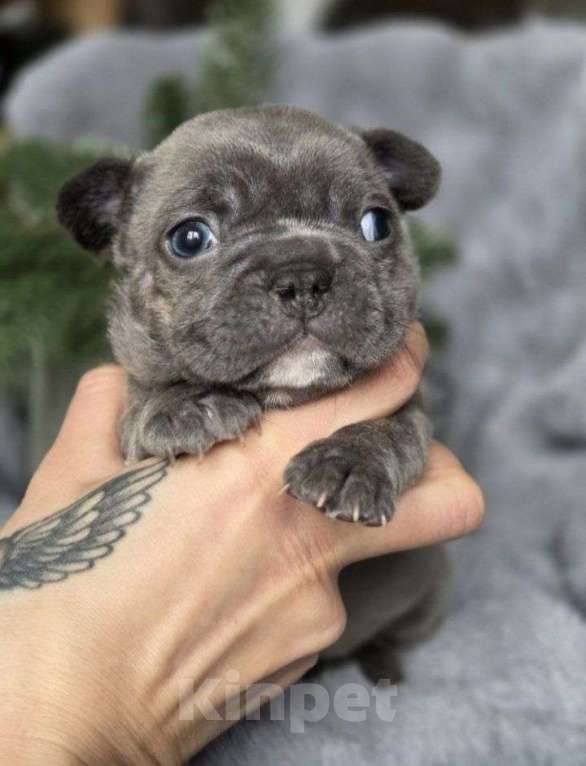 Собаки в Москве: Щенки французского бульдога Девочка, 20 000 руб. - фото 2