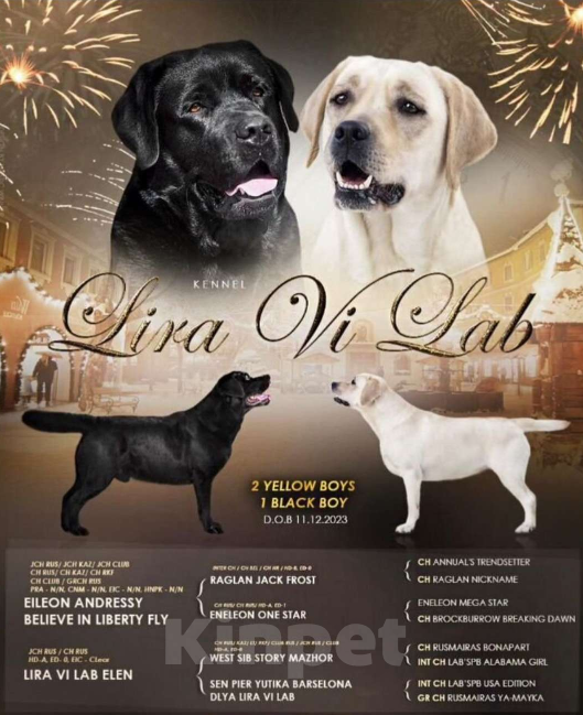 Собаки в Томске: Чёрный подрощенный мальчик.  Мальчик, 30 000 руб. - фото 2