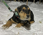 Собаки в Клине: Чудесная АББА в поиске мам и пап! Девочка, Бесплатно - фото 3