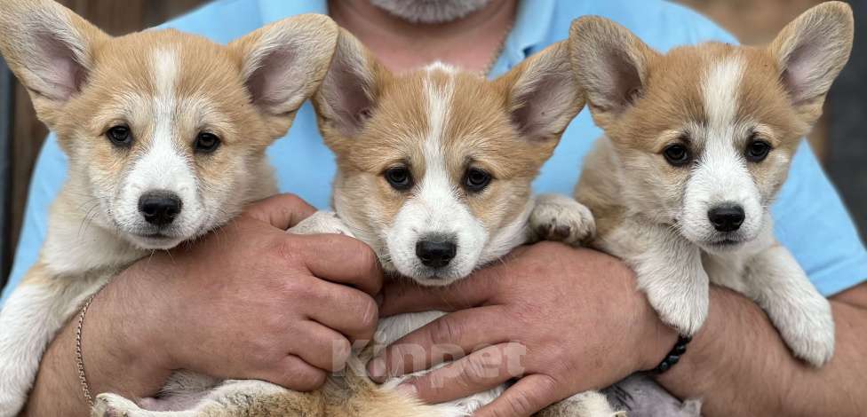 Собаки в Новосибирске: Щенки корги, доставка Мальчик, 60 000 руб. - фото 6