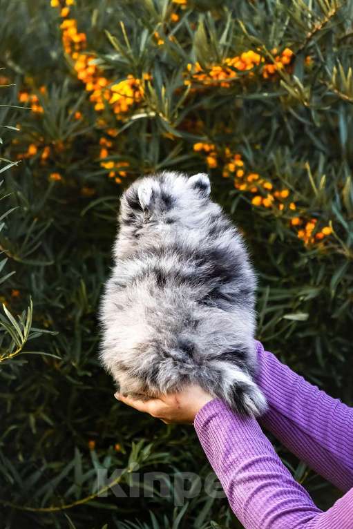 Собаки в Ярославле: Шпиц окраса мерль Девочка, 45 000 руб. - фото 4