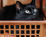 Кошки в Реутове: Яркая личность кошечка Шаня ищет дом. Девочка, Бесплатно - фото 4