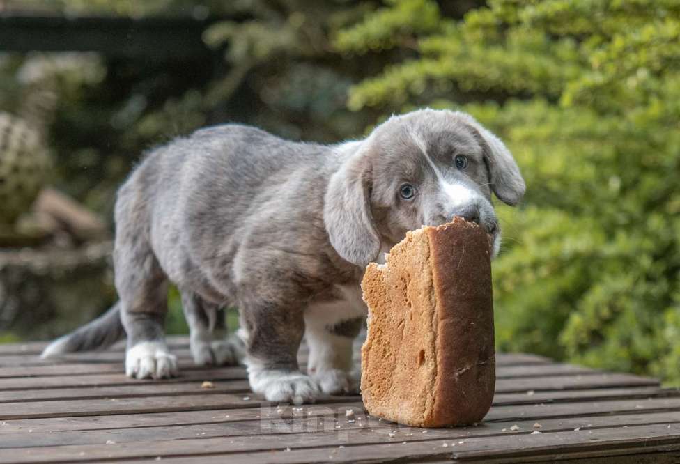 Собаки в других городах Московской области: Кардиган вельш корги Мальчик, Бесплатно - фото 7