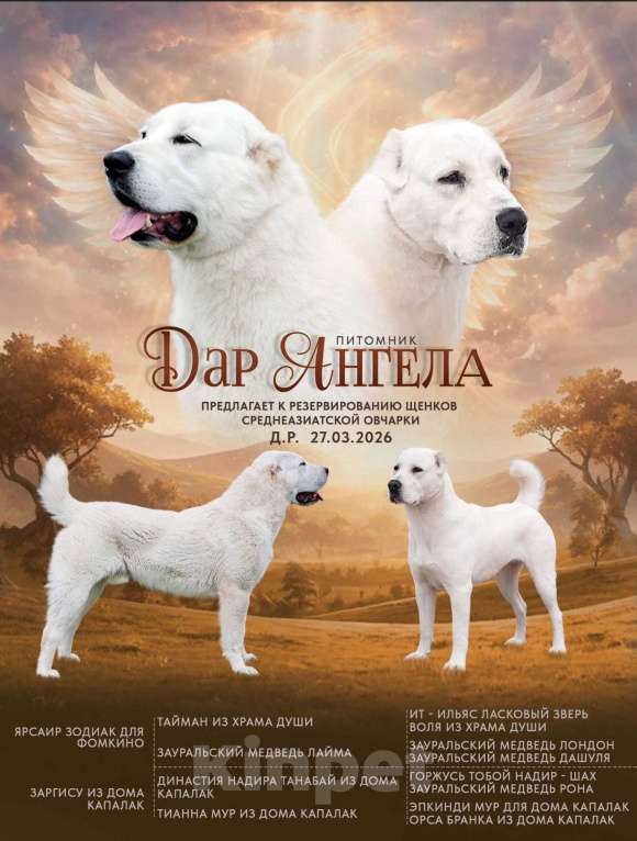 Собаки в Великом Новгороде: Щенки САО Алабай Девочка, 60 000 руб. - фото 1