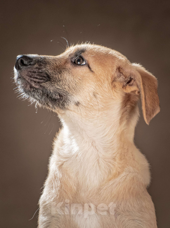 Собаки в Клине: Мачо — мужественный и добрый парень, который хочет стать вашей надёжной опорой и верным другом Мальчик, Бесплатно - фото 5