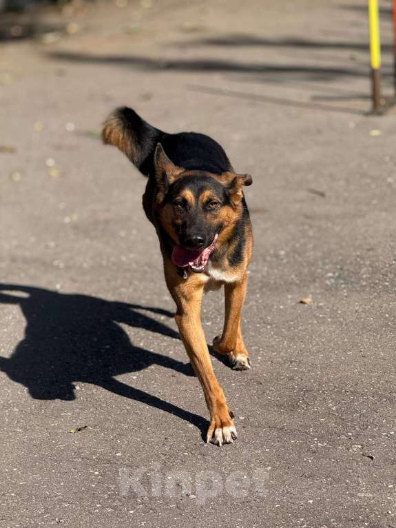 Собаки в Москве: Яго  Мальчик, Бесплатно - фото 3