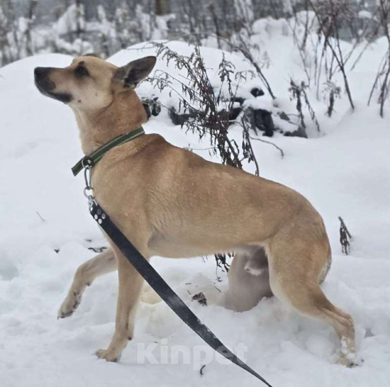 Собаки в Королеве: Пай  – красавчик, умничка и просто чудесный пёс! Мальчик, Бесплатно - фото 2