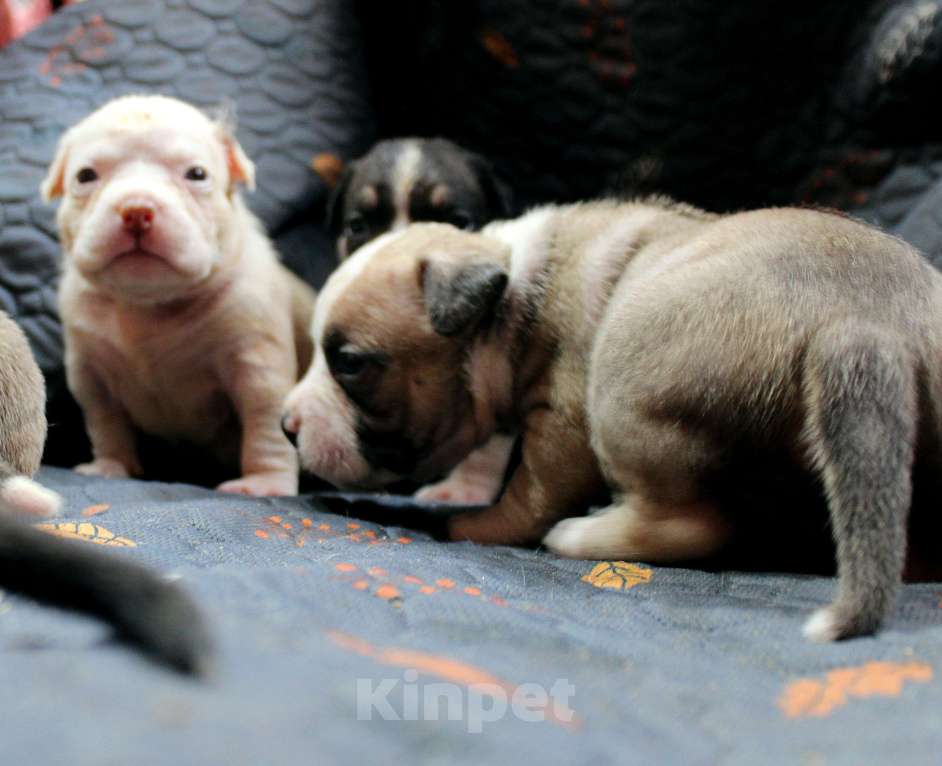 Собаки в Москве: Мальчики и девочки американский булли Разнополые, 70 000 руб. - фото 9