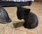 Кошки в Барнауле: Котята в добрые руки Мальчик, Бесплатно - фото 3