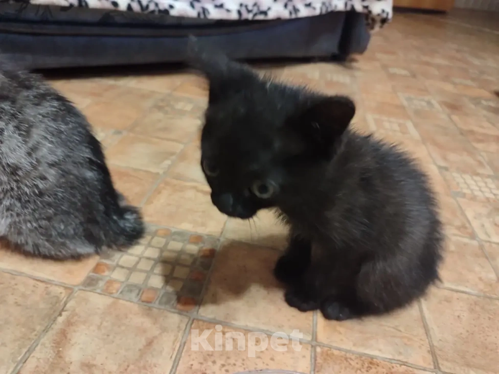 Кошки в Барнауле: Котята в добрые руки Мальчик, Бесплатно - фото 3