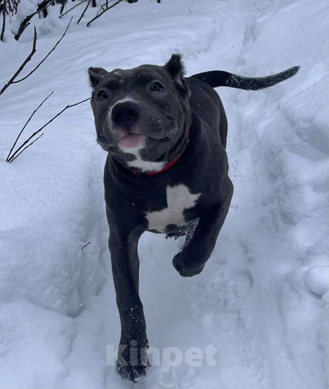 Собаки в Мурманске: Американский булли Девочка, 80 000 руб. - фото 3