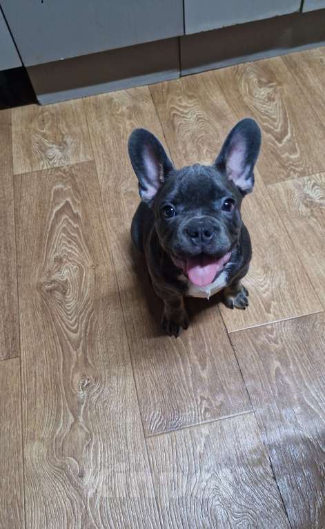 Собаки в других городах Московской области: Голубоподпалый красотун Мальчик, 45 000 руб. - фото 3