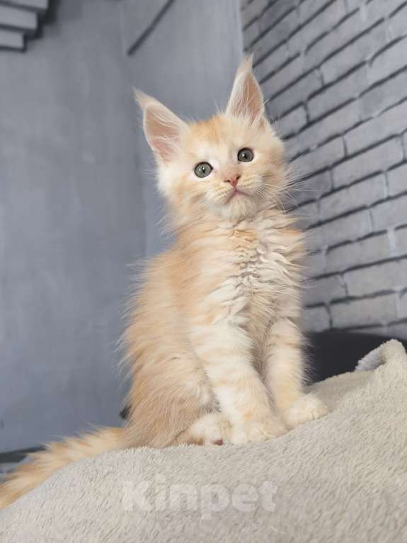 Кошки в Москве: Кот мейн-кун красный дым Мальчик, 60 000 руб. - фото 5