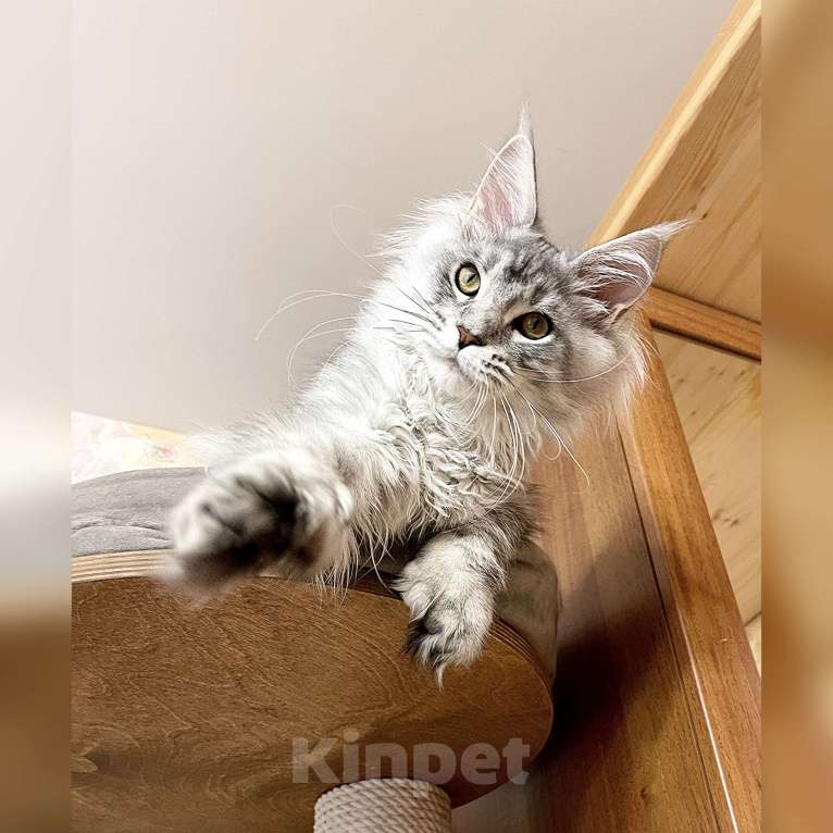 Кошки в Москве: Мейн-кун полидакт высокое серебро Девочка, 30 000 руб. - фото 1