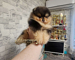 Собаки в Москве: Эксклюзивный окрас мальчик померанского шпица черно подпалый мрамор Мальчик, Бесплатно - фото 3
