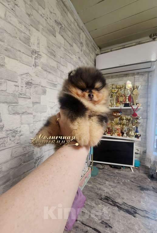 Собаки в Москве: Эксклюзивный окрас мальчик померанского шпица черно подпалый мрамор Мальчик, Бесплатно - фото 3
