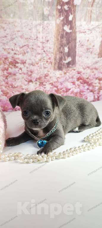 Собаки в Москве: Девочка редкого голубого окраса бейби фейс Девочка, 45 000 руб. - фото 4