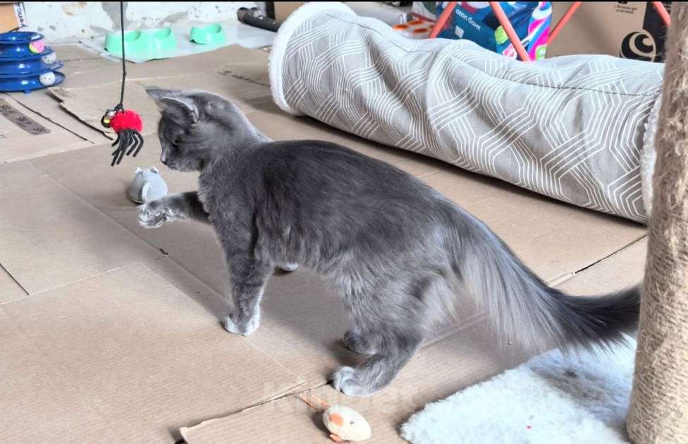 Кошки в Москве: Маленькая Дымка ищет семью! Девочка, Бесплатно - фото 2