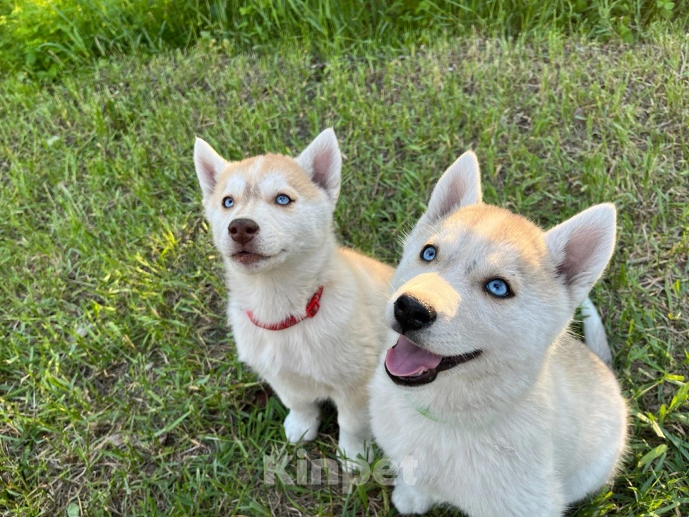 Собаки в других городах Ростовской области: Хаски отличные щенки  Мальчик, 25 000 руб. - фото 2