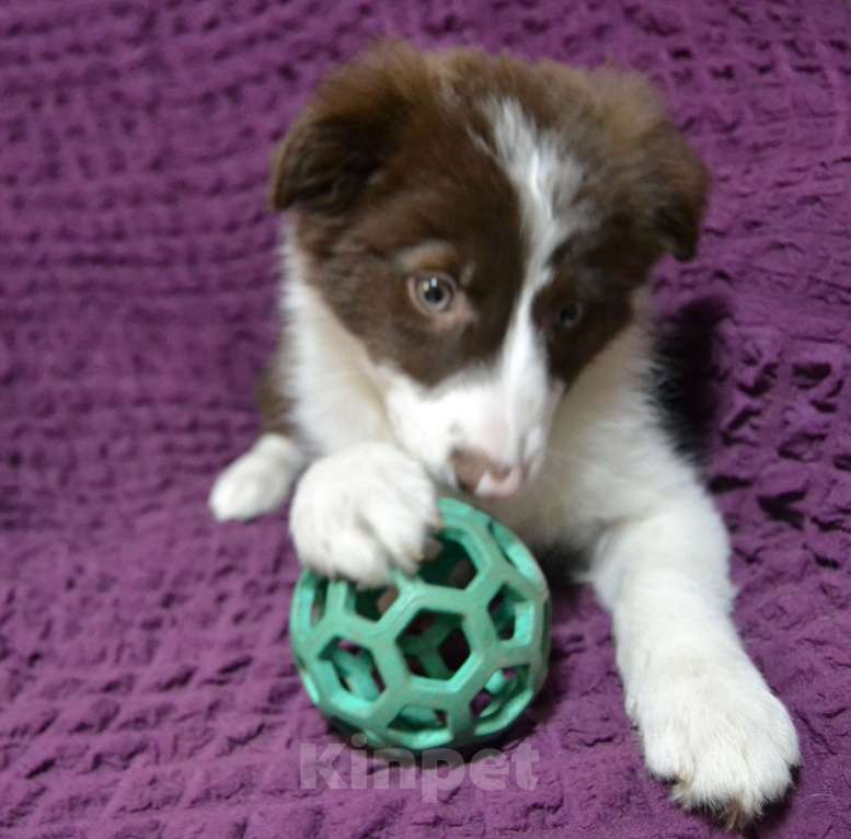 Собаки в Санкт-Петербурге: Бордер Колли девочка в спорт Девочка, 120 000 руб. - фото 2