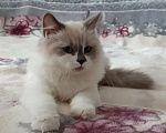 Кошки в Казани: Сибирская кошка Девочка, Бесплатно - фото 2