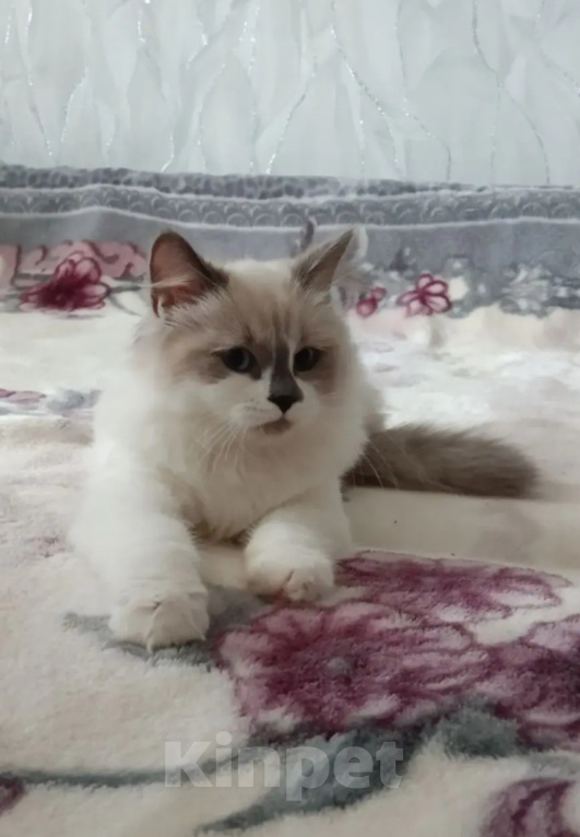 Кошки в Казани: Сибирская кошка Девочка, Бесплатно - фото 2