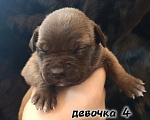Собаки в Рязани: Щенки АПБТ Разнополые, Бесплатно - фото 5