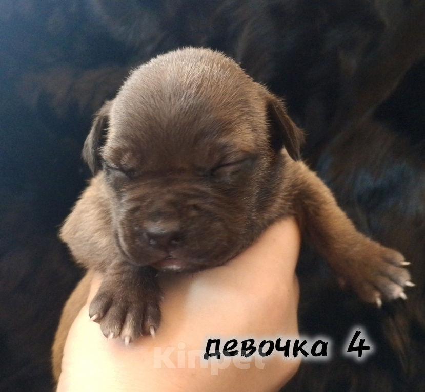 Собаки в Рязани: Щенки АПБТ Разнополые, Бесплатно - фото 5