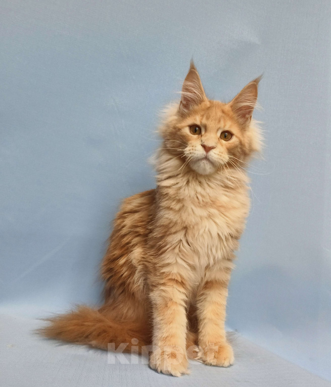 Кошки в Москве: Котёнок Мейн-Кун Мальчик Мальчик, 70 000 руб. - фото 1