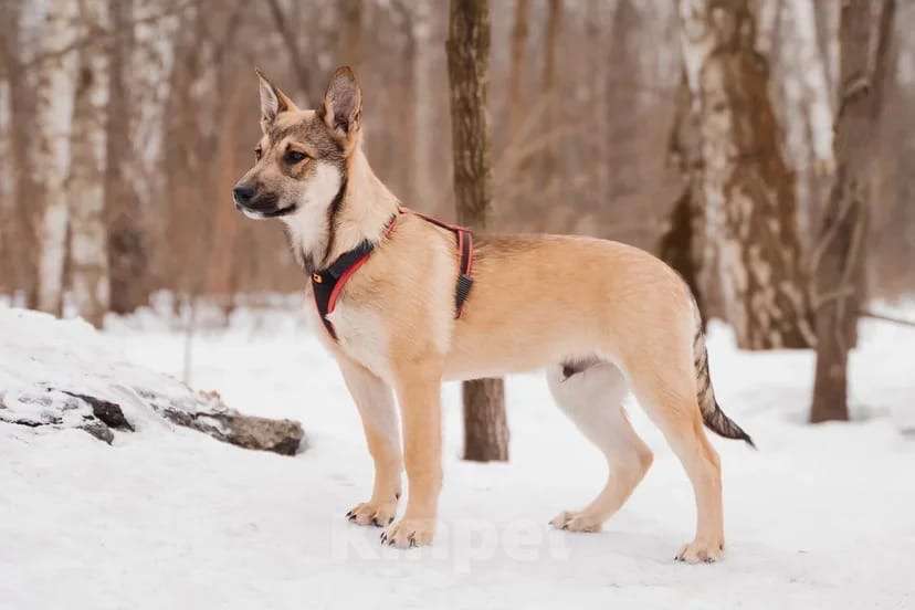 Собаки в Москве: Платон Мальчик, Бесплатно - фото 5