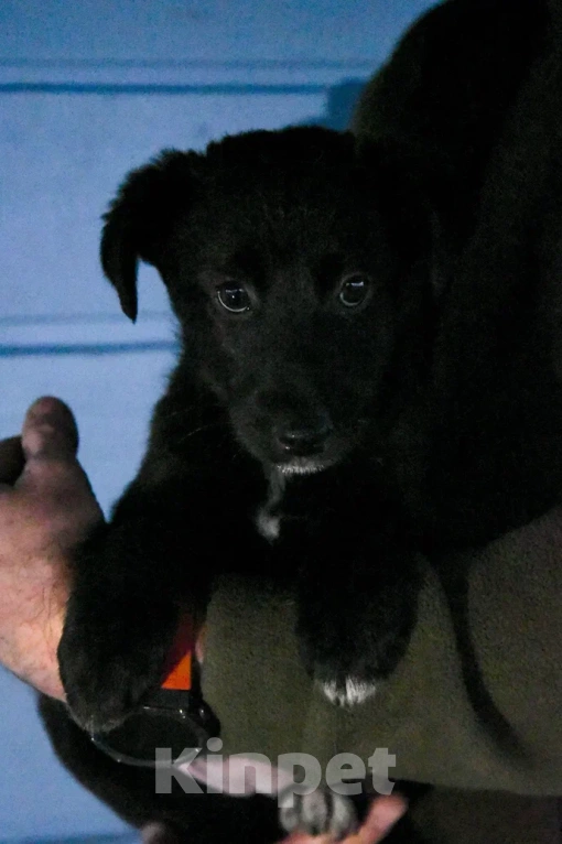 Собаки в Лосином-Петровском: Джемма малышка из Волгорада в мо Девочка, Бесплатно - фото 4