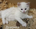 Кошки в других городах Московской области: Котята Девочка, Бесплатно - фото 1