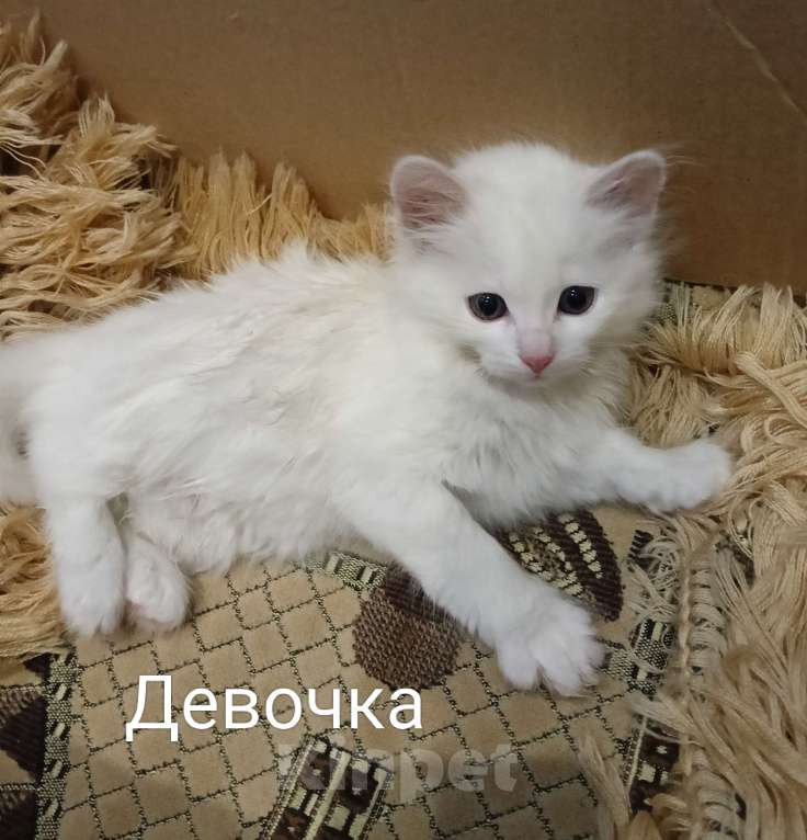 Кошки в других городах Московской области: Котята Девочка, Бесплатно - фото 1