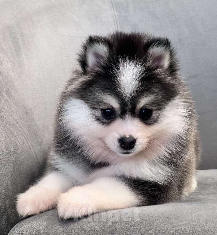 Собаки в Санкт-Петербурге: Девочка Помски Девочка, 100 000 руб. - фото 3