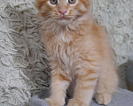 Кошки в Тюмени: Котята Мейн-кунята😍 Мальчик, 9 999 руб. - фото 4