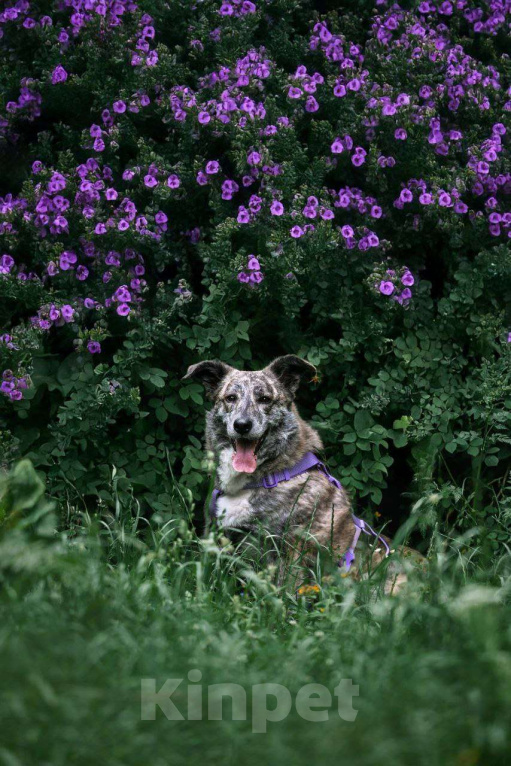 Собаки в Москве: Чудесная Верба ищет семью Девочка, Бесплатно - фото 6