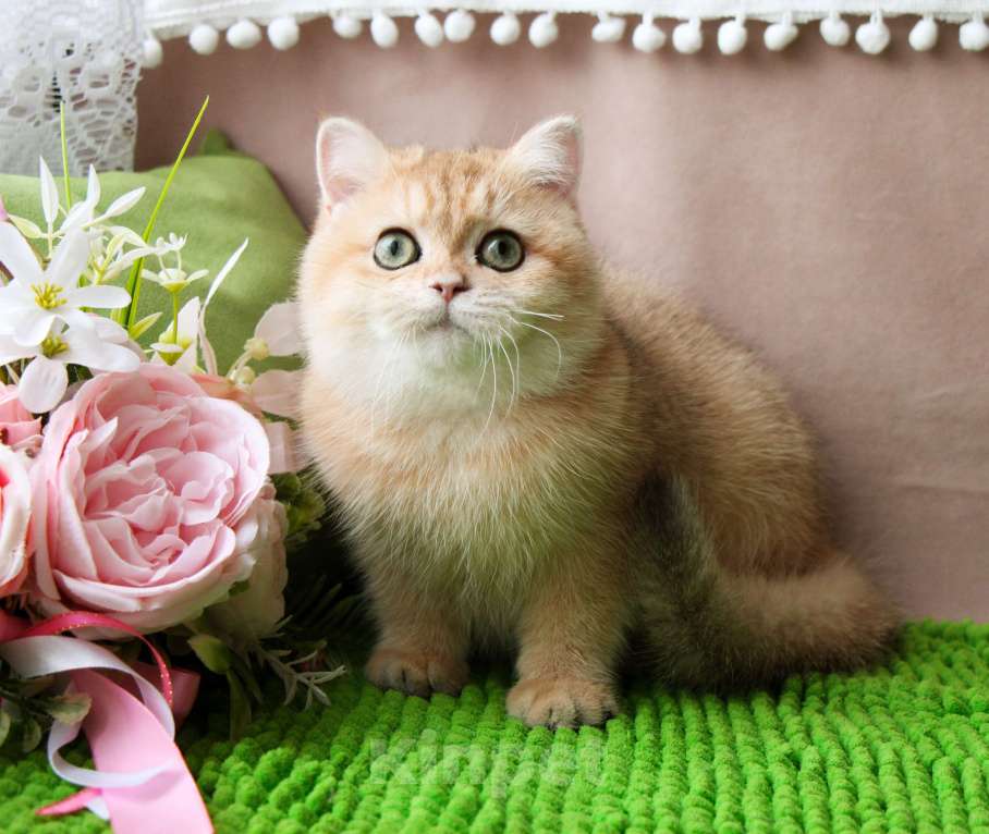 Кошки в других городах Московской области: Шикарная британская золотая шиншилла Девочка, 50 000 руб. - фото 1