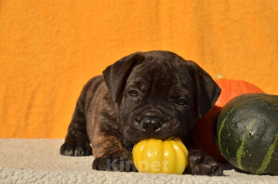 Собаки в Тобольске: Щенки бульмастифа Девочка, Бесплатно - фото 6